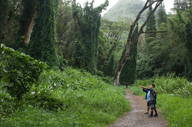 Manoa Falls Rainforest & Self-Guided Hike - The “base of a 150-foot waterfall” reality check: when it’s spectacular and when it’s not