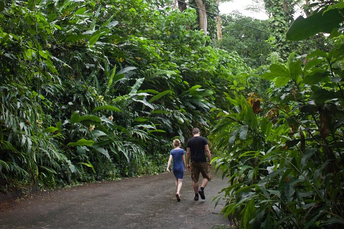 Manoa Falls Rainforest & Self-Guided Hike - Trail timing and crowds: why an early start can feel calmer