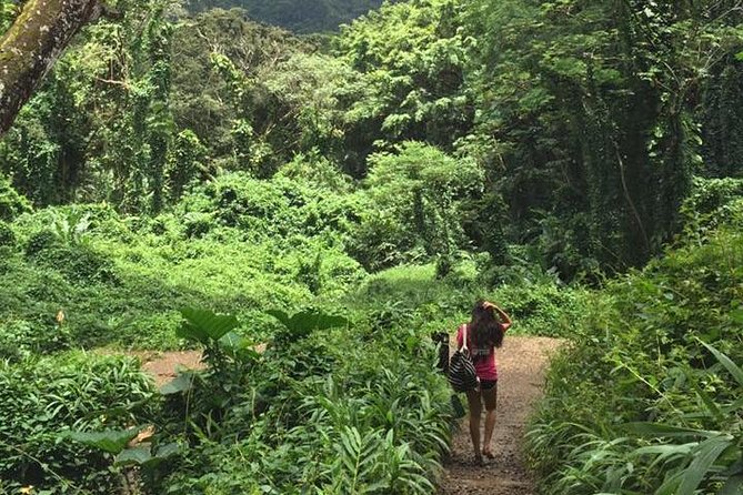 Manoa Falls Rainforest & Self-Guided Hike - Guide vibes on the shuttle: movies, plants, and small local facts