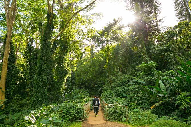 Manoa Waterfall Hike with Waikiki Pickup & Healthy Lunch - Manoa Valley Rainforest Trail: 1.5 Miles, Real Slopes, and Real Local Learnings