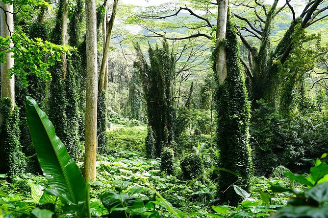 Manoa Waterfall Hike with Waikiki Pickup & Healthy Lunch - Price and Value: Why $107.10 Can Make Sense for a Rainforest Day