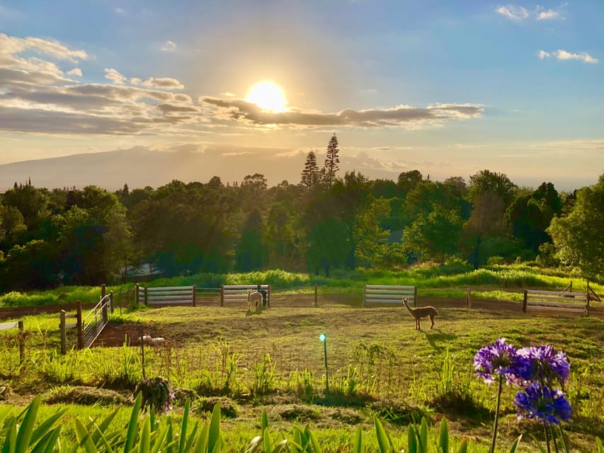 Maui: Alpaca Farm Visit with Hands-On Activities - On Haleakalā’s slopes, you’re not just a spectator