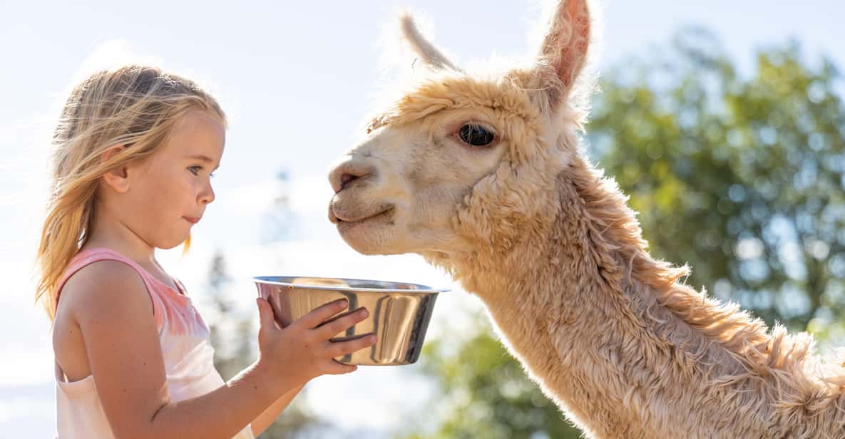 Maui: Alpaca Farm Visit with Hands-On Activities - Fiber education and the spinning wheel demo you’ll actually remember