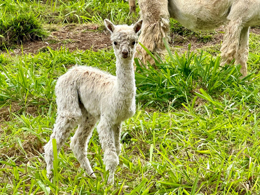 Maui: Alpaca Farm Visit with Hands-On Activities - Angora Bunny Village: soft fluff, calm interaction, kid energy