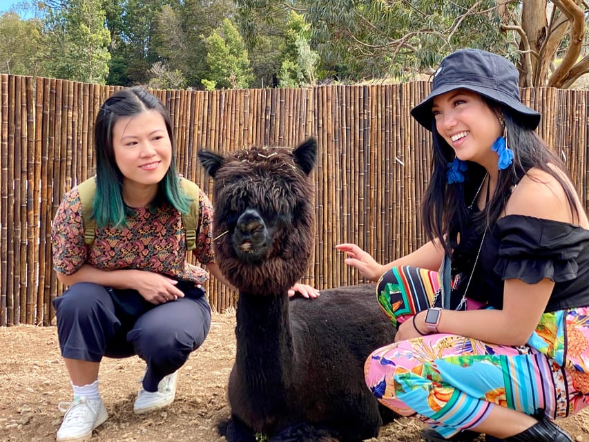 Maui: Alpaca Farm Visit with Hands-On Activities - Why the ‘Aina part feels more meaningful than it sounds
