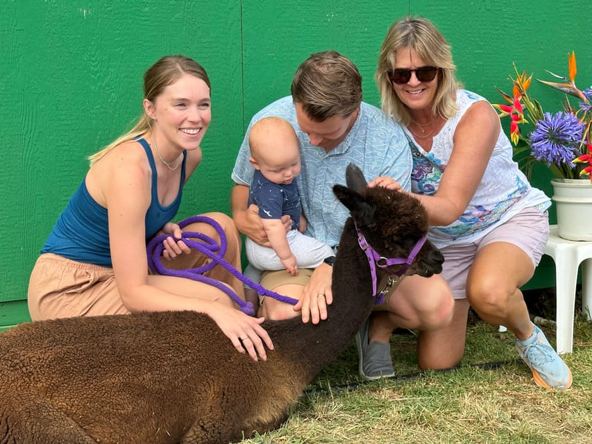 Maui: Alpaca Farm Visit with Hands-On Activities - Price and logistics: is $79 for an hour worth it?