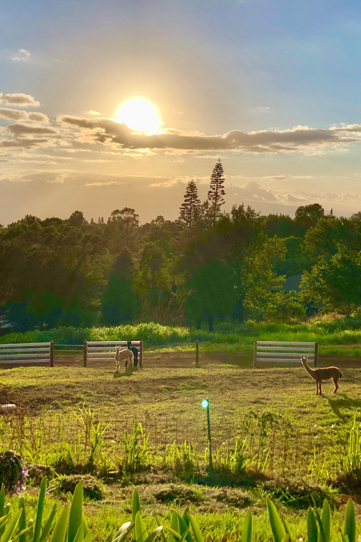 Maui: Alpaca Farm Visit with Hands-On Activities - Should you book this Haleakalā alpaca farm visit?