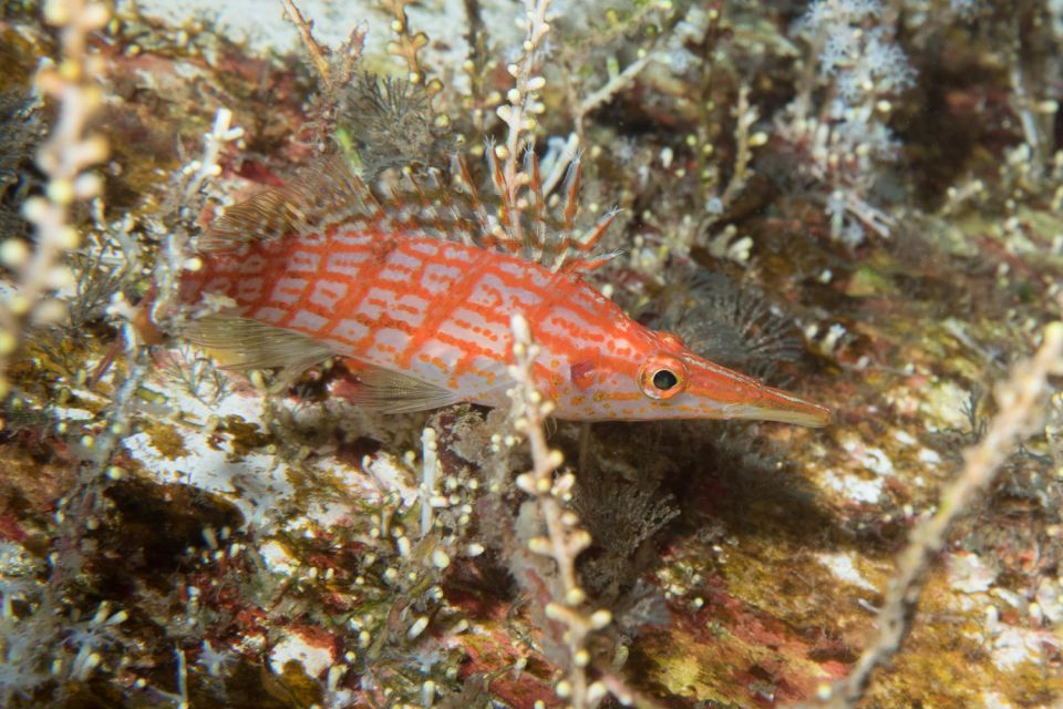 Maui: Beginner Discovery Scuba Dive Excursion from Lahaina - Setting off from Lahaina: what the first hour really feels like
