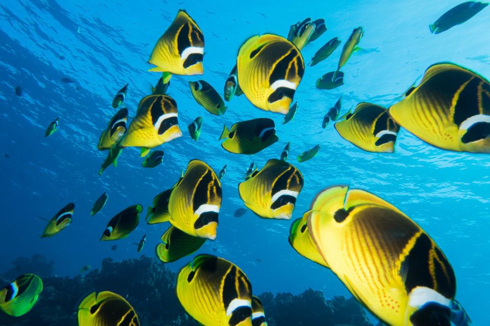 Maui: Beginner Discovery Scuba Dive Excursion from Lahaina - Shore coaching: regulator breathing and buoyancy that actually makes sense