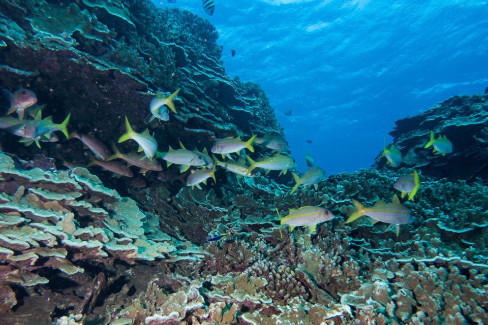 Maui: Beginner Discovery Scuba Dive Excursion from Lahaina - What you’ll see off Lahaina: turtles, reef fish, and rays