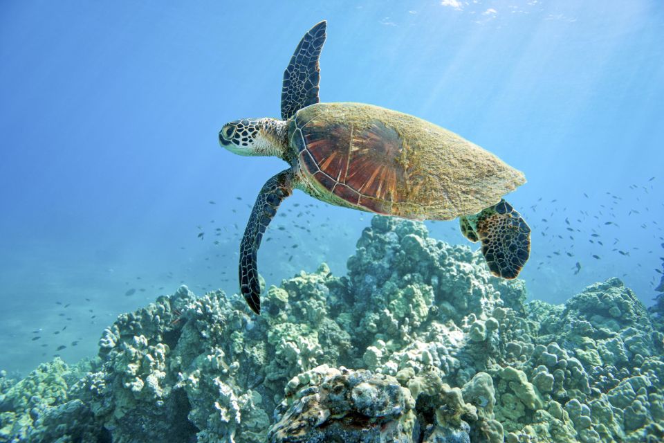 Maui: Beginner Discovery Scuba Dive Excursion from Lahaina - Instructor attention in a group of 4: why it calms your nerves