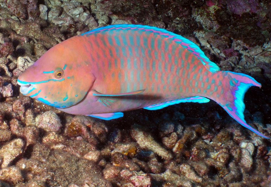 Maui: Beginner Discovery Scuba Dive Excursion from Lahaina - Gear and included items: what you don’t have to plan