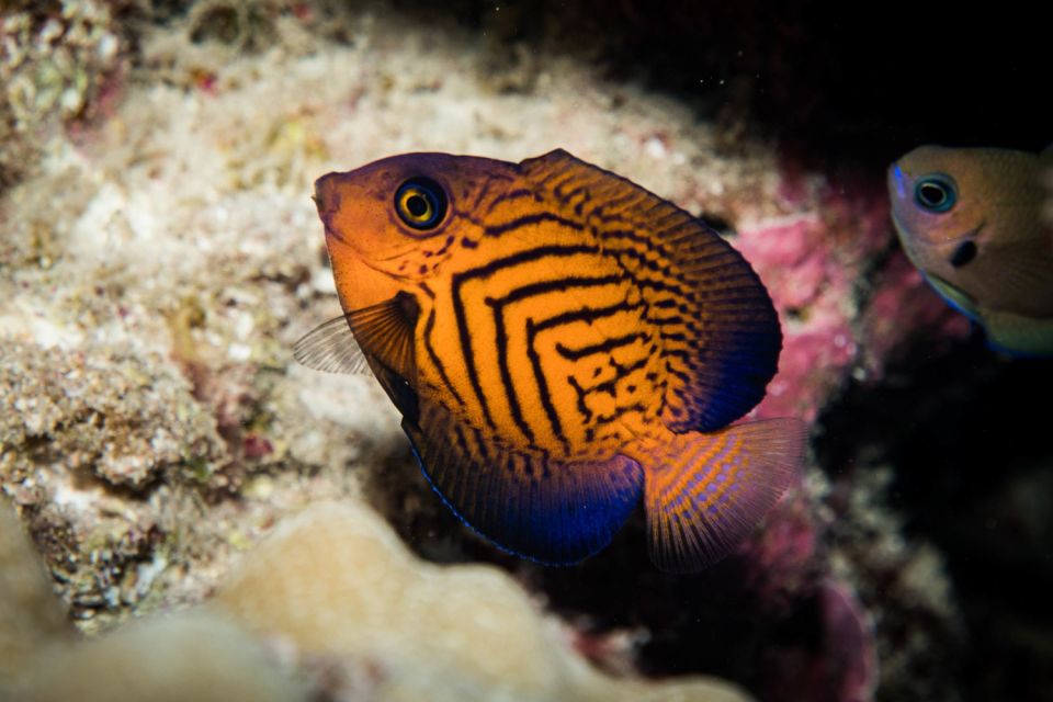 Maui: Beginner Discovery Scuba Dive Excursion from Lahaina - Health and safety: the rules that affect whether you can go