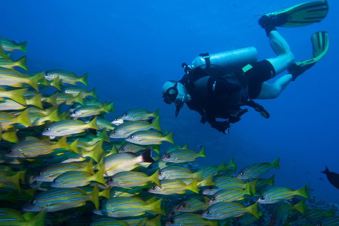 Maui Certified Shore Diving from Lahaina - What You Do on the Shallow Reef Off Lahaina