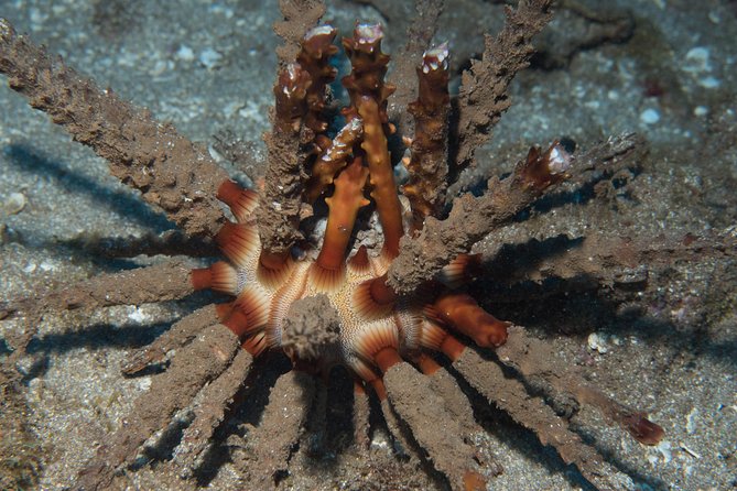 Maui Certified Shore Diving from Lahaina - Gear Included: Why Comfort Starts Before You Hit the Water