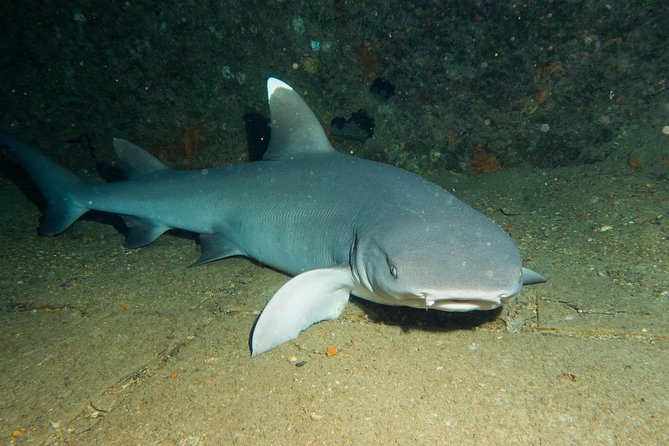 Maui Certified Shore Diving from Lahaina - Where to Meet in Lahaina (Without Getting Tricked by the Address)