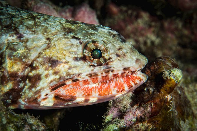 Maui Certified Shore Diving from Lahaina - Two Tanks Might Happen (Ask on Booking Day)