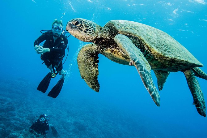 Maui Certified Shore Diving from Lahaina - Meet the Team: Naturalist Lessons and Fish Names You Can Remember