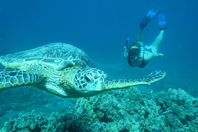 Maui Clear Kayak and Snorkel Tour: Swim with turtles (Makena) - Wildlife Expectations: Turtles, Fish, Manta Rays, and Winter Whales