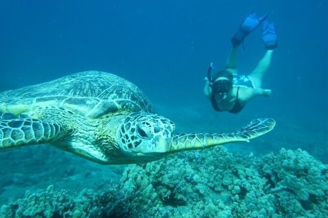 Maui Clear Kayak and Snorkel Tour: Swim with turtles (Olowalu) - Turtles and reef life: what you can realistically expect