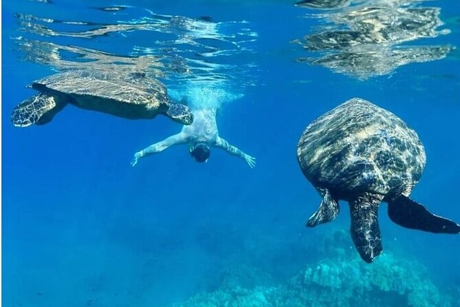 Maui Clear Kayak and Snorkel Tour: Swim with turtles (Olowalu) - The guide factor: Kyle and Curtis show up in the best reviews