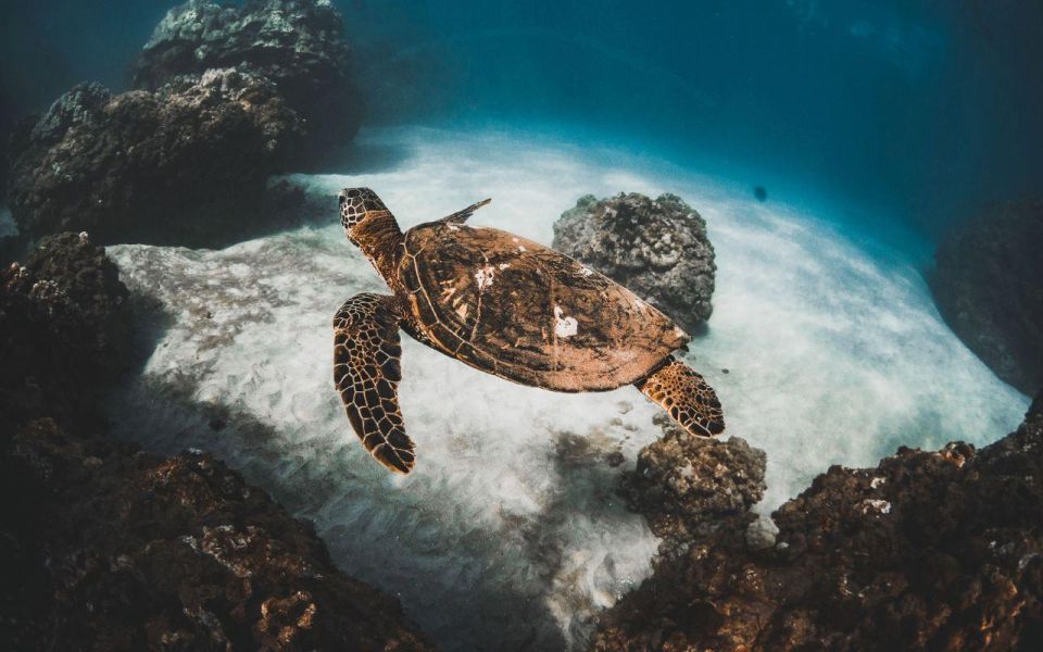 Maui: Deluxe Molokini Snorkel with Breakfast & Lunch - Key Points You’ll Care About