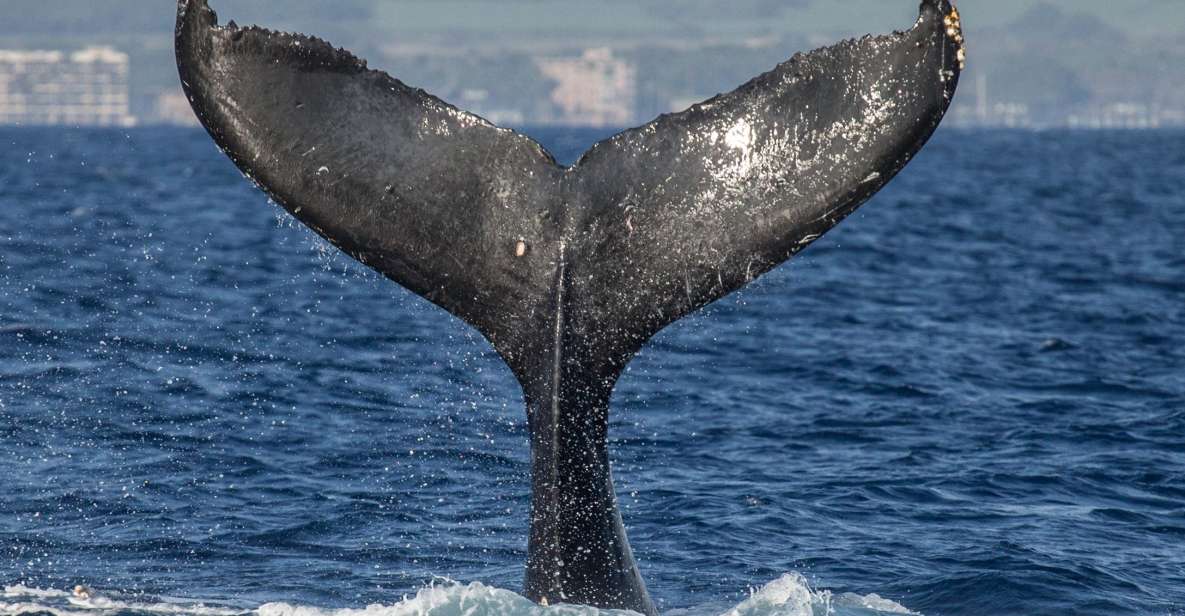 Maui: Deluxe Whale Watch Sail & Lunch from Ma<code>alaea Harbor – 6 quick reasons this whale watch works so well’ /></p>
<ul>
<li><strong>Underwater hydrophones</strong> help you pick up whale songs while you watch humpbacks from the surface</li>
<li><strong>Marine Naturalists</strong> explain what you’re seeing—mothers and calves, and how males compete</li>
<li><strong>Whale sightings are guaranteed</strong>, with a free return option within one year if you miss out</li>
<li><strong>Lunch plus drinks are part of the price</strong>, including unlimited soda, juice, and filtered water</li>
<li><strong>Kids can join the Jr. Naturalist Program</strong>, so family time stays hands-on</li>
<li><strong>A purpose-driven non-profit</strong> uses cruise profits to support ocean research and conservation</li>
</ul>
<h2 id="first-stop-maalaea-harbor-shops-check-in-then-youre-moving">First stop: Ma‘alaea Harbor Shops check-in, then you’re moving</h2>
<p><img width="960" height="639" decoding="async" src=