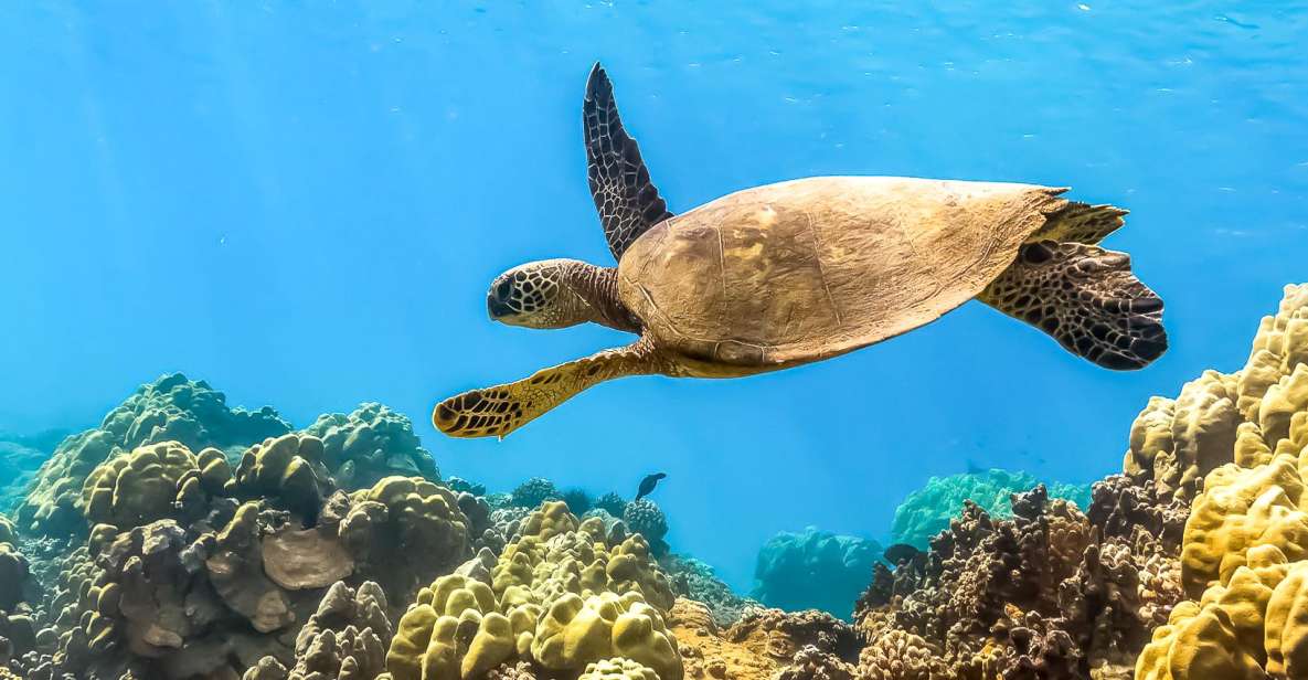 Maui: Eco-Friendly Molokini & Turtle Town Tour with Meals - Key takeaways before you go