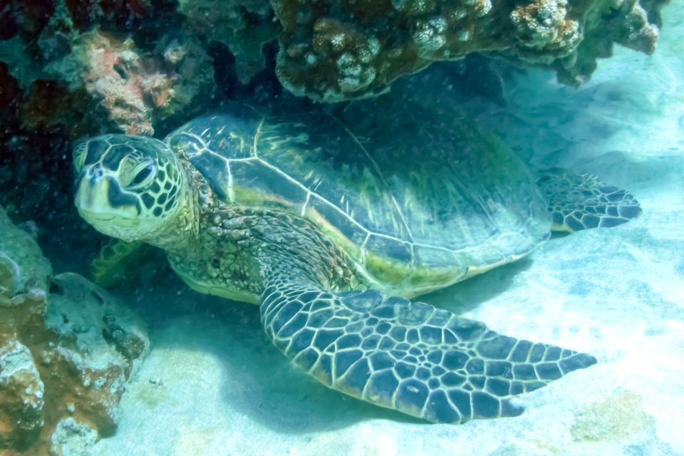Maui: Eco-Friendly Molokini & Turtle Town Tour with Meals - Boat comfort, entry, and what actually happens in the water