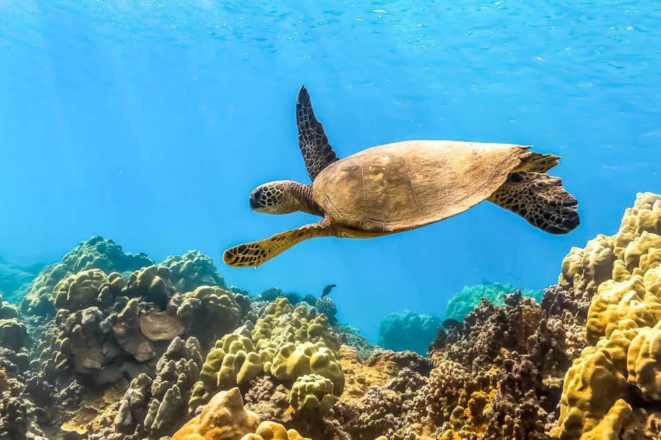 Maui: Eco-Friendly Molokini & Turtle Town Tour with Meals - Where the tour starts: Maalaea parking and check-in timing