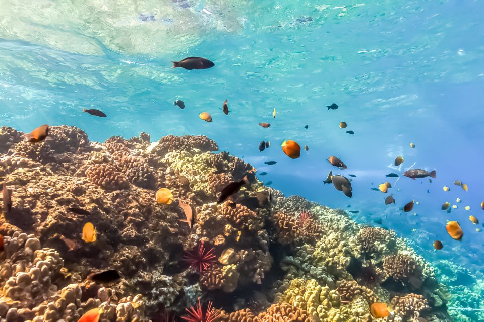 Maui: Eco-Friendly Molokini & Turtle Town Tour with Meals - Turtle Arches (Turtle Town): lava formations and turtle odds