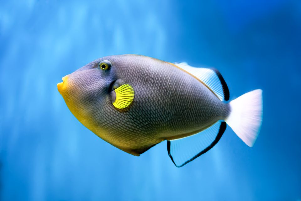 Maui: Eco-Friendly Molokini & Turtle Town Tour with Meals - Marine naturalists and reef learning that works for families