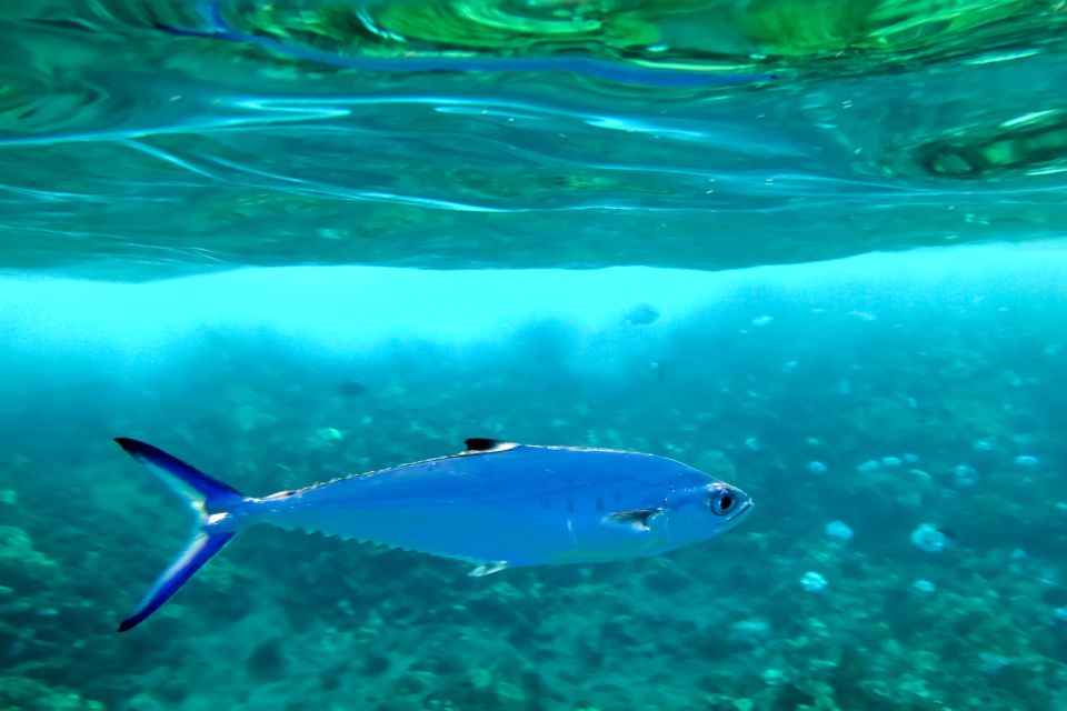 Maui: Eco-Friendly Molokini & Turtle Town Tour with Meals - Eco-friendly details that aren’t just marketing
