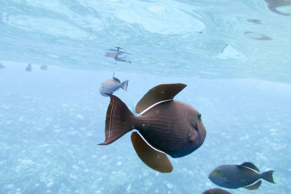 Maui: Eco-Friendly Molokini & Turtle Town Tour with Meals - What to bring: the short list that prevents most problems