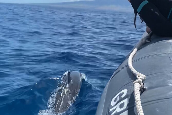 Maui Eco-Raft: 2 Hour Dolphin Watch Sightsee Tour (Semi-Private) - Key points before you go