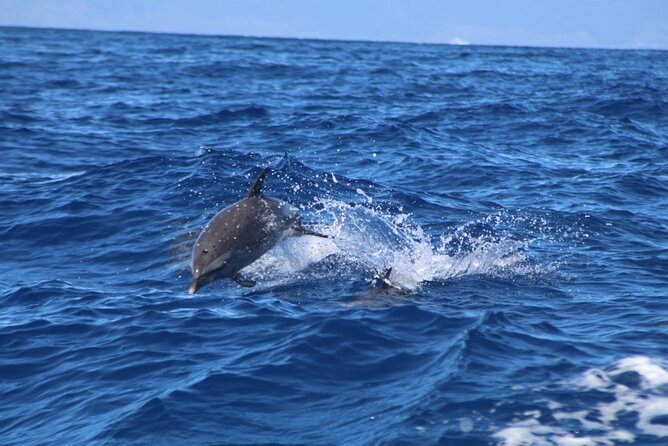 Maui Eco-Raft: 2 Hour Dolphin Watch Sightsee Tour (Semi-Private) - Semi-private on a small vessel: why max 15 matters