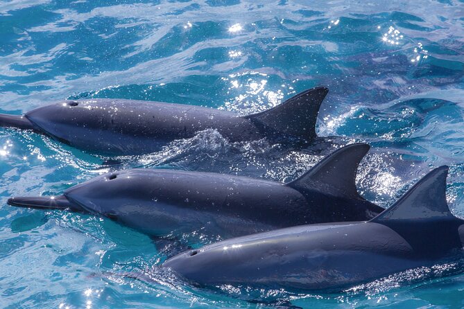 Maui Eco-Raft: 2 Hour Dolphin Watch Sightsee Tour (Semi-Private) - What you’ll likely see on the West Maui and Lanai route