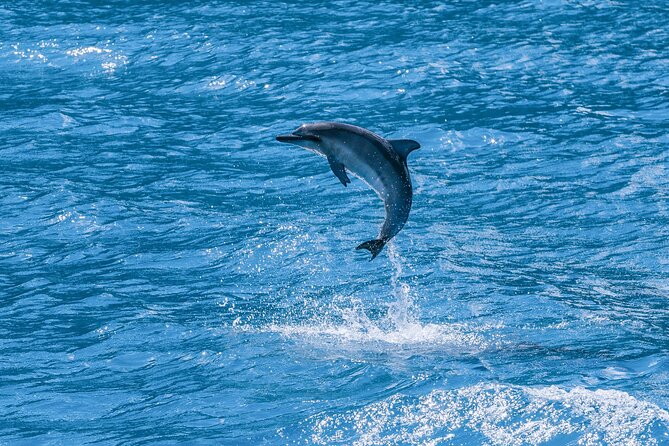 Maui Eco-Raft: 2 Hour Dolphin Watch Sightsee Tour (Semi-Private) - No snorkeling: staying dry while still getting close