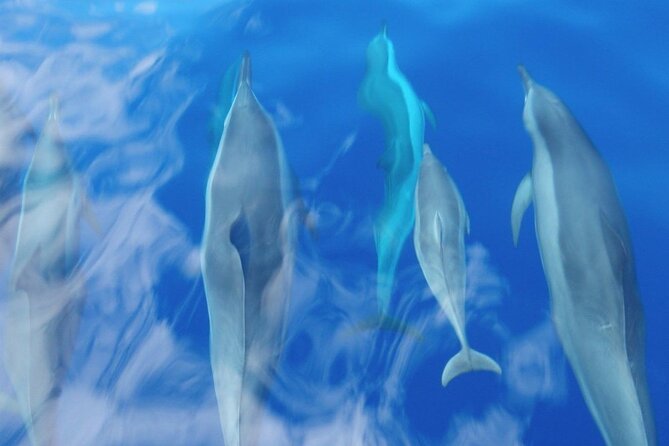 Maui Eco-Raft: 2 Hour Dolphin Watch Sightsee Tour (Semi-Private) - Price and value: what $96.52 buys in 2 hours