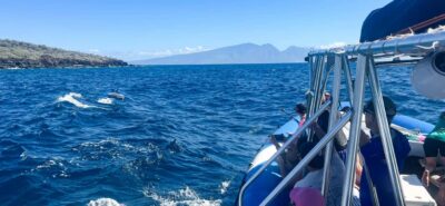 Maui: Eco-Raft Dolphin Watch Tour with Snacks - How the Dolphin Watching Actually Works Here
