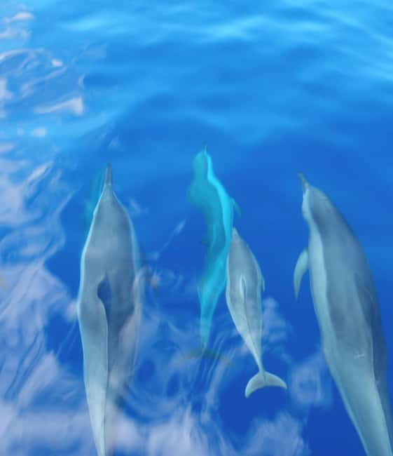 Maui: Eco-Raft Dolphin Watch Tour with Snacks - Snacks, Allergens, and What to Bring for Comfort