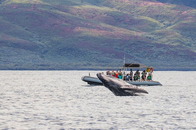 Maui Eco-Raft Tour: Eye-Level Whale or Dolphin Watching - Lahaina - Key things I’d circle before you book
