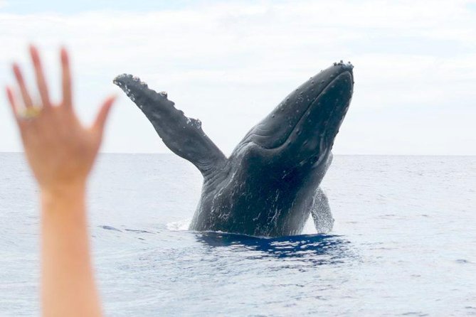 Maui Eco-Raft Tour: Eye-Level Whale or Dolphin Watching - Lahaina - Stop 1 and Stop 2: How the Search Works in Practice
