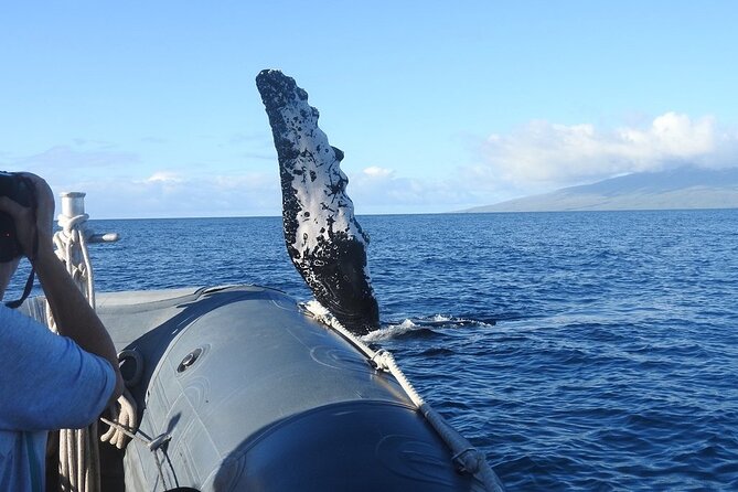 Maui Eco-Raft Tour: Eye-Level Whale or Dolphin Watching - Lahaina - Winter Whales vs Summer Dolphins: Choosing the Right Season for Your Trip