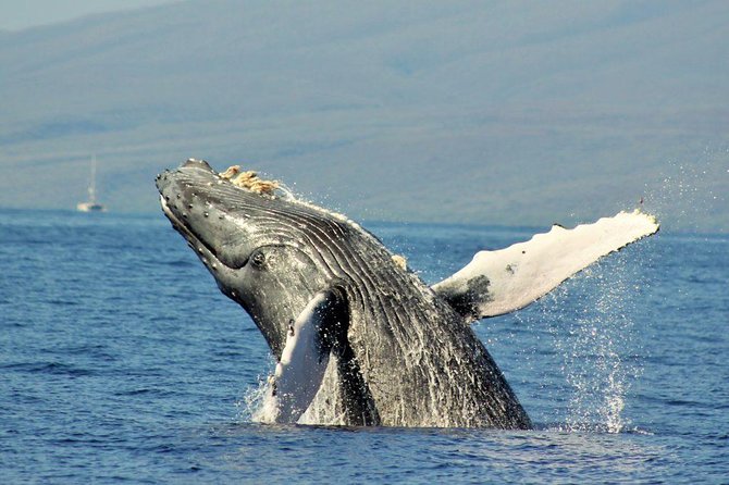 Maui Eco-Raft Tour: Eye-Level Whale or Dolphin Watching - Lahaina - What to Bring: Sun, Shoes, and the Wet-Ride Reality