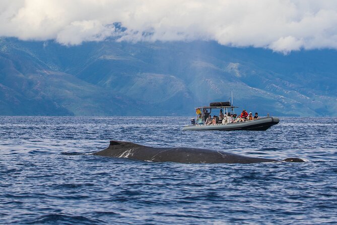 Maui Eco-Raft Tour: Eye-Level Whale or Dolphin Watching - Lahaina - Who This Tour Fits Best (and Who Should Skip It)