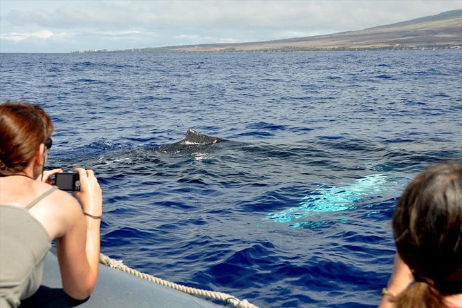 Maui Eco-Raft Tour: Eye-Level Whale or Dolphin Watching - Lahaina - Price and Value: What $85.16 Gets You in the Real World