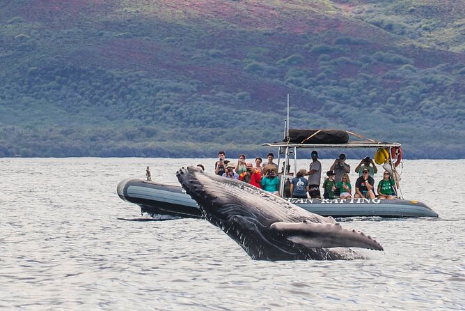 Maui Eco-Raft Tour: Eye-Level Whale or Dolphin Watching - Lahaina - Zodiac Raft, Eye-Level Views: Why This Setup Matters