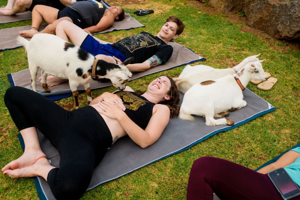 Maui Goat Yoga with Miniature Goats - Key Things to Know Before You Go
