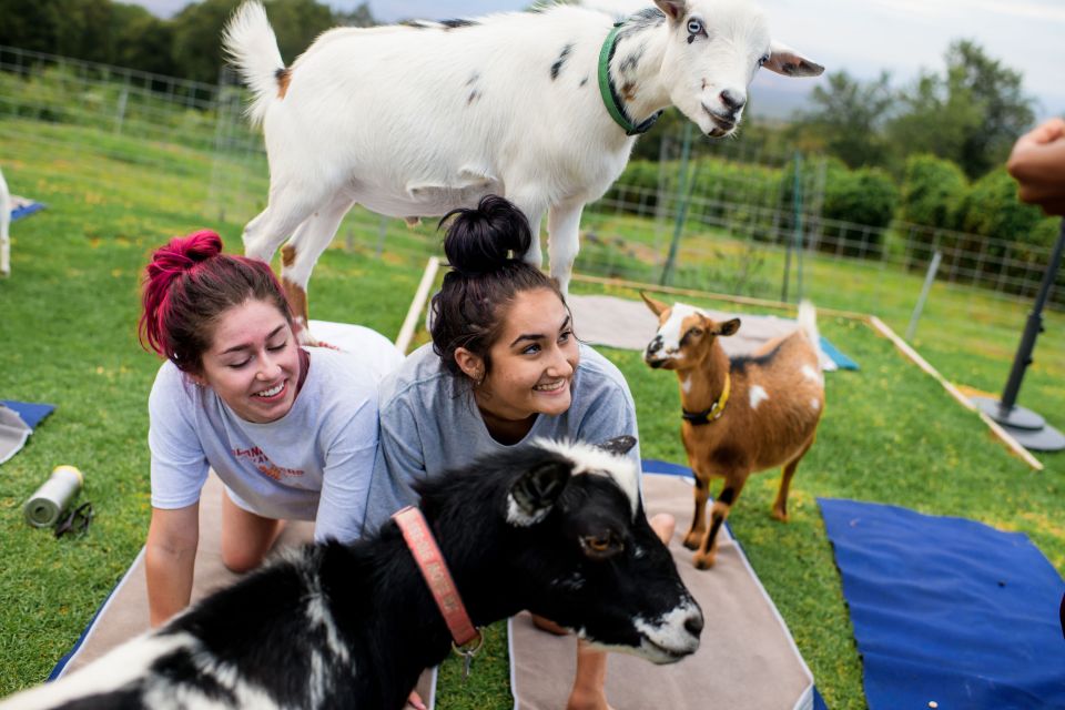 Maui Goat Yoga with Miniature Goats - Inside the 90 Minutes: Goat Etiquette, Yoga Therapy, Then Playtime